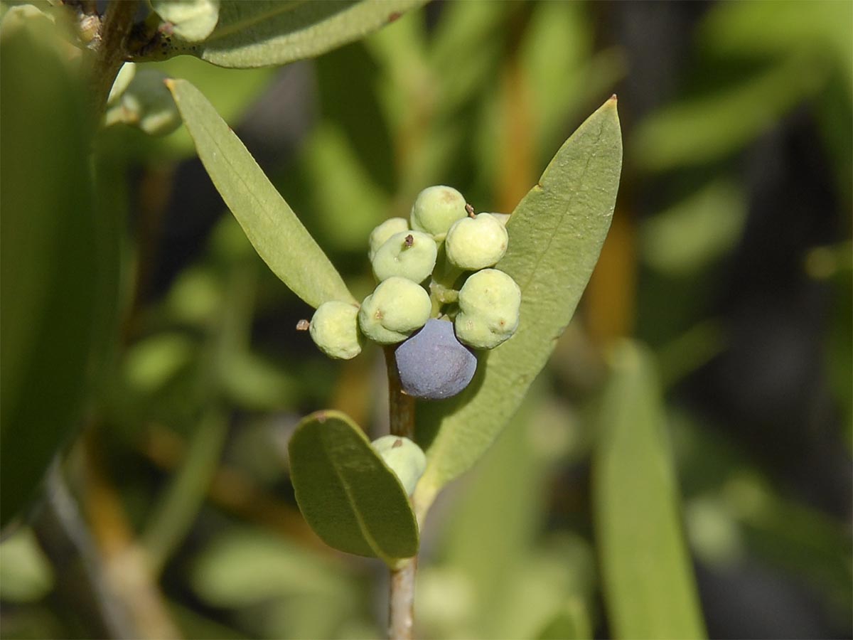 Phillyrea angustifolia